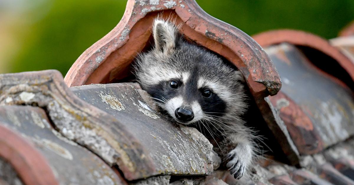 District hunting association sees bounty for raccoons as compensation for ...