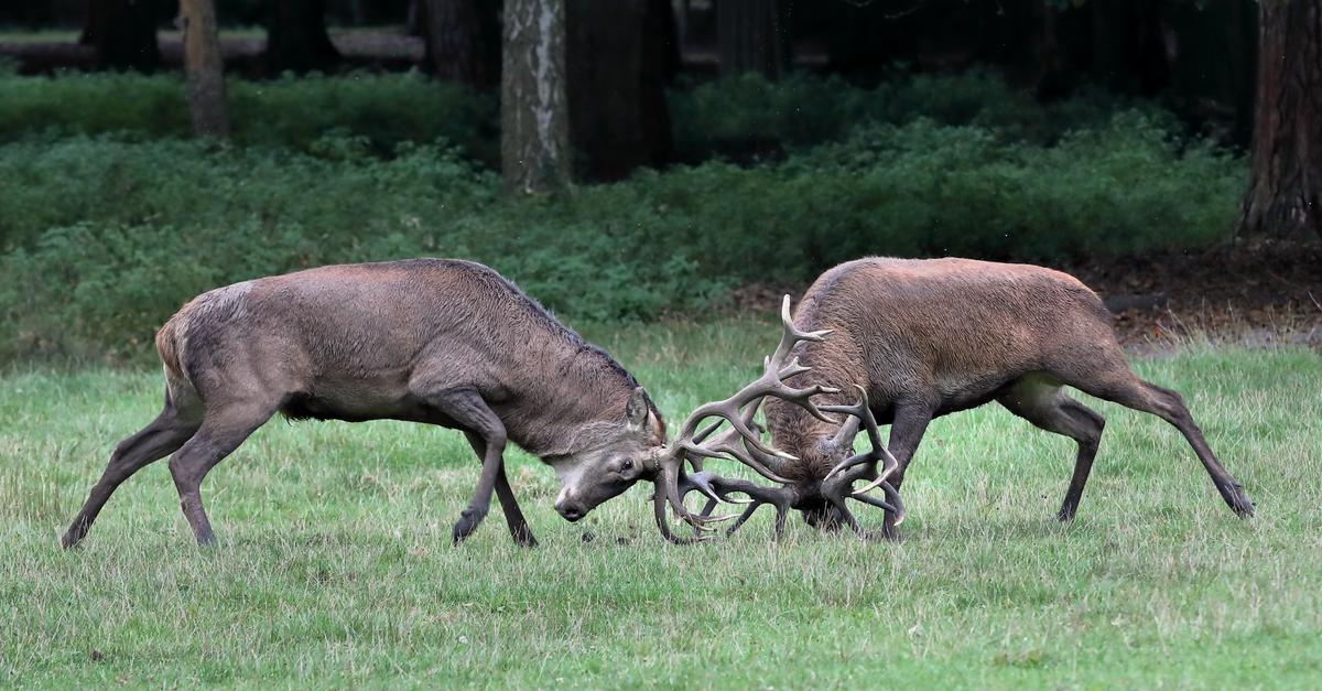 Autumn rutting season: Why red deer are bellowing in Hanau Wildlife Park