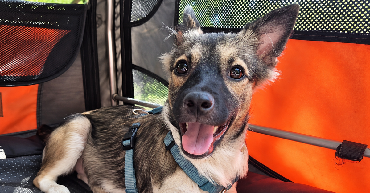 Gelnhausen animal shelter is looking for a home for young female dog Feli