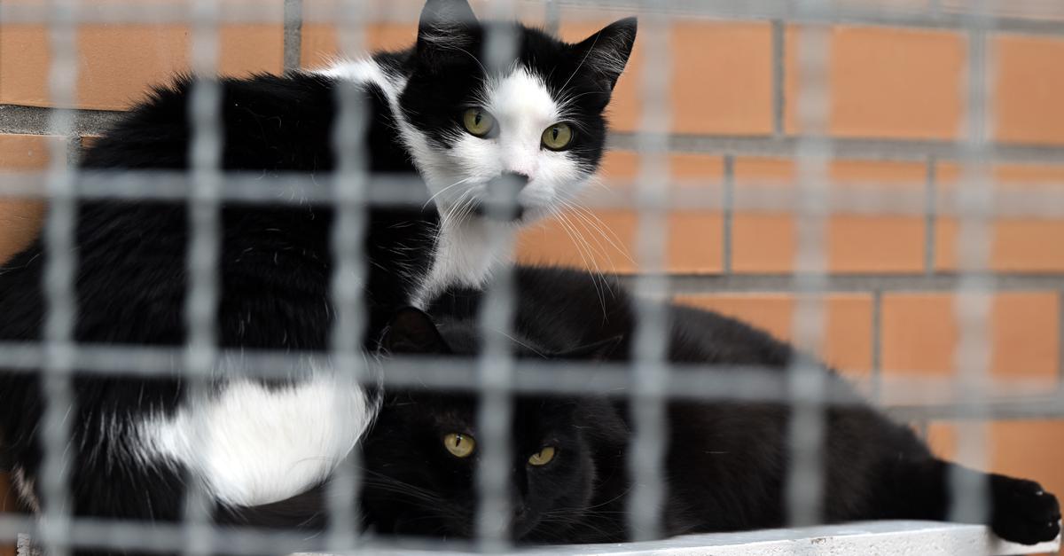 Gelnhausen: Animal shelter raises alarm due to high costs and increasing ...
