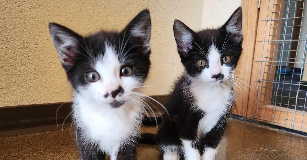 Ronneburg: Five kittens discovered in boxes, animal shelter alerted